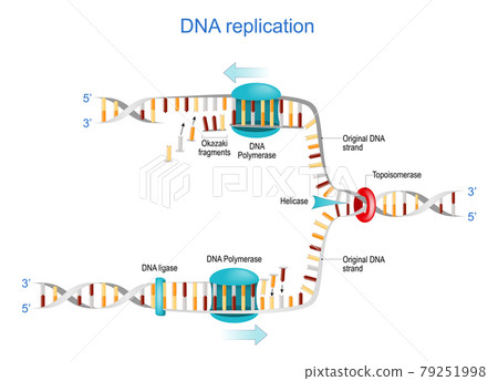 DNA replication. Okazaki fragments 79251998