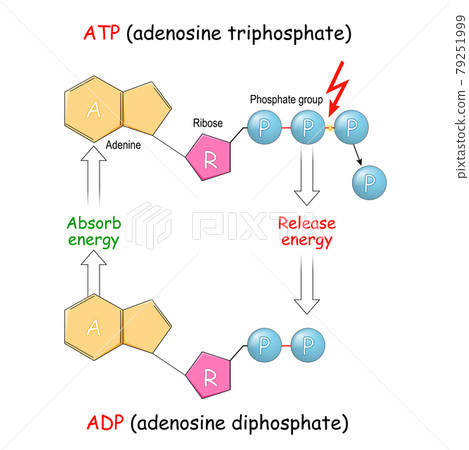 ATP and ADP. Absorb and Release energy into cell. 79251999