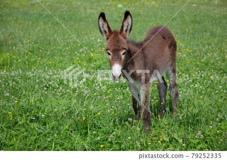 young donkey in green field countryside farm baby animal jackass livestock 79252335