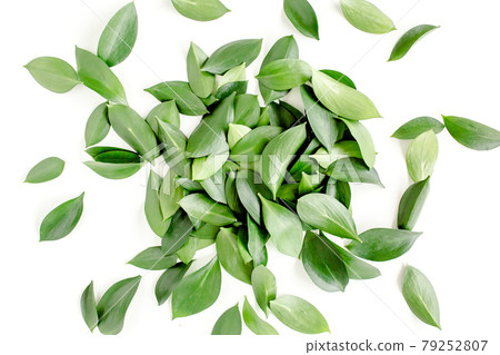 Pattern, texture with green leaves isolated on white background. lay flat, top view 79252807