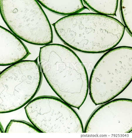 Aloe vera slice texture background. Medicinal plant. Used to treat and to make a cream. Flat lay. Top view. 79253043