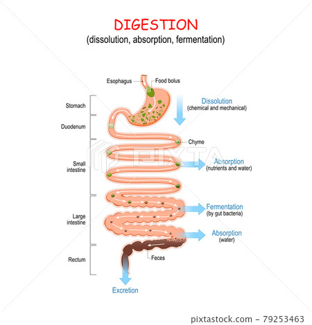 digestion from chyme to Feces. Human digestive... - Stock Illustration ...