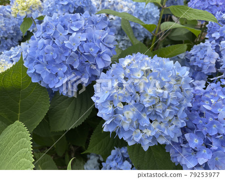 Blue hydrangea 79253977