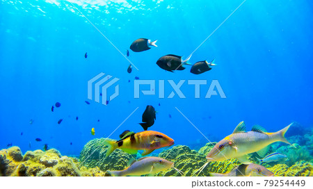 沖繩赤島的西濱海灘水下照片 沖繩赤島的西濱海灘水下照片 79254449