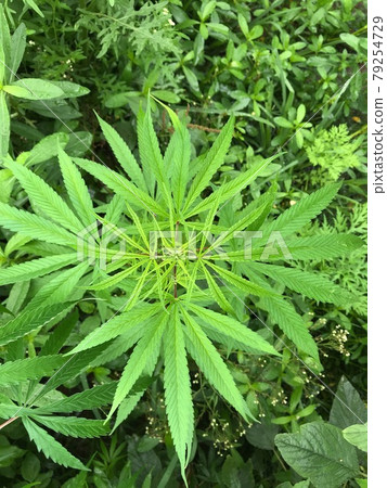 美麗而神秘的野生大麻葉的對稱鳥瞰圖,包括鮮綠色的嬰兒葉 美麗而神秘的野生大麻葉的對稱鳥瞰圖,包括鮮綠色的嬰兒葉 79254729