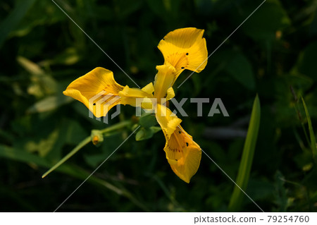 Yellow flower on a meadow Yellow flower on a meadow 79254760