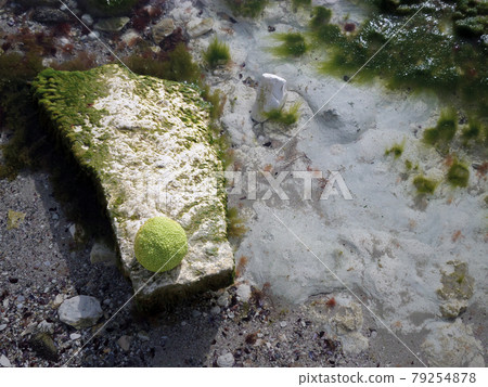Adam's apple on the seashore. Adam's apple on the seashore. 79254878