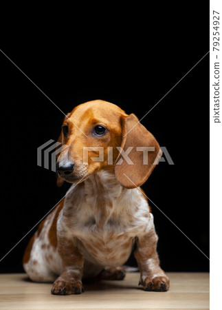 image of dog dark background image of dog dark background 79254927