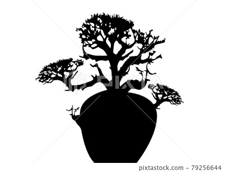 Boab or Baobab Tree Vector isolated, Andasonia tree silhouette icon. Australian baobab isolated on white background Boab or Baobab Tree Vector isolated, Andasonia tree silhouette icon. Australian baobab isolated on white background 79256644