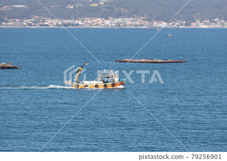 Mussel boat sailing between mussel wood platform called batea. Marine landscape. Rias Baixas, Galicia, Spain Mussel boat sailing between mussel wood platform called batea. Marine landscape. Rias Baixas, Galicia, Spain 79256901