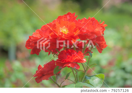 Brilliant red rose Brilliant red rose 79257126