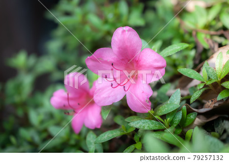 杜鵑花在花園裡 79257132