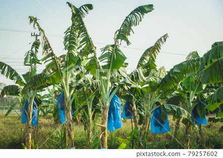 Asian Farmers use blue plastic wrap to protect insects and birds and weather hazards for Cavendish Banana planting while the banana is stout ,Complete and start to yield in the organic garden. Asian Farmers use blue plastic wrap to protect insects and birds and weather hazards for Cavendish Banana planting while the banana is stout ,Complete and start to yield in the organic garden. 79257602