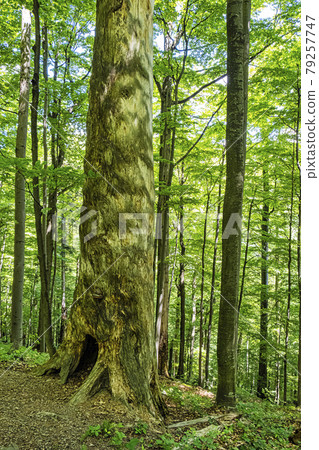 Big tree, primeval forest Stuzica, National Park of Poloniny, Slovakia Big tree, primeval forest Stuzica, National Park of Poloniny, Slovakia 79257747