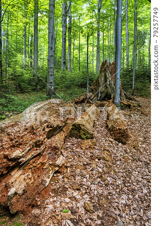 Dead tree, primeval forest Stuzica, National Park of Poloniny, Slovakia 79257749