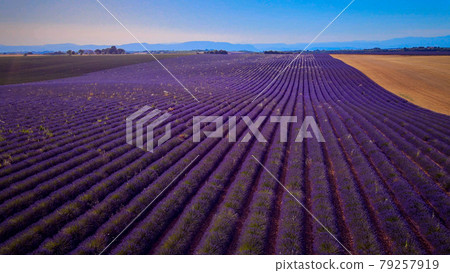 The lavender fields of Valensole Provence in France The lavender fields of Valensole Provence in France 79257919