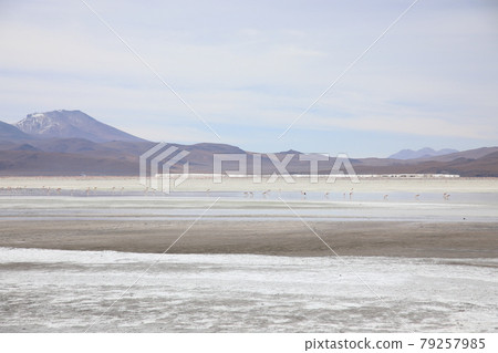 Laguna Colorada (Bolivia) Laguna Colorada (Bolivia) 79257985