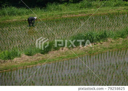 Rice planting in rice terraces Rice planting in rice terraces 79258625