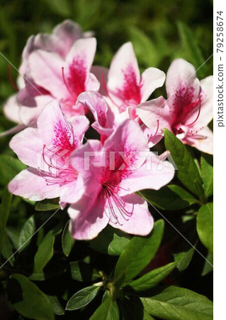 曙杜鵑紅白花 曙杜鵑紅白花 79258674