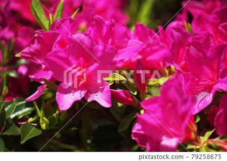 Omurasaki杜鵑花紅色花 Omurasaki杜鵑花紅色花 79258675