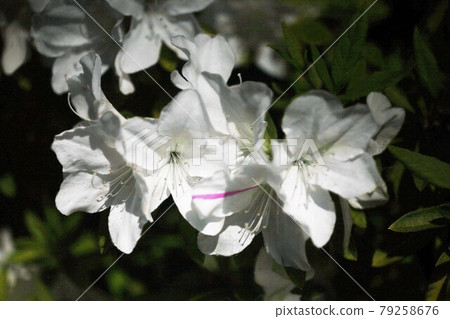 平戶杜鵑花白花 平戶杜鵑花白花 79258676