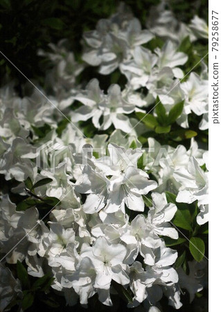 平戶杜鵑花白花 平戶杜鵑花白花 79258677