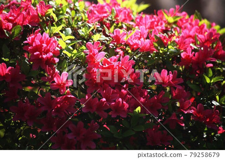 Azalea Shonoshin Flower 79258679