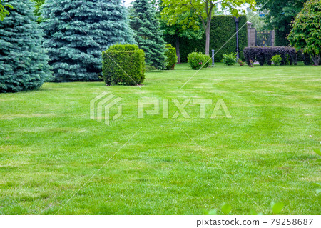 coniferous trees on a lawn with a lawn and a trimmed bush in a park with deciduous trees, summer green nature landscape with copy space on meadow, nobody. 79258687