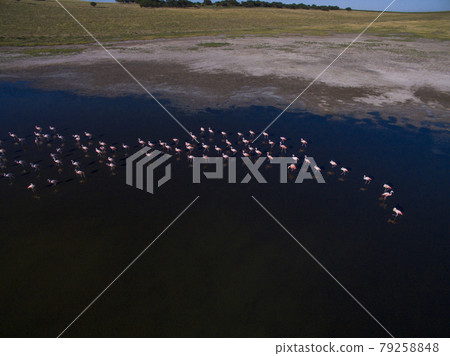 Flamingos in patagonia , Aerial View Flamingos in patagonia , Aerial View 79258848