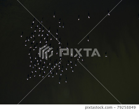 Flamingos in patagonia , Aerial View 79258849