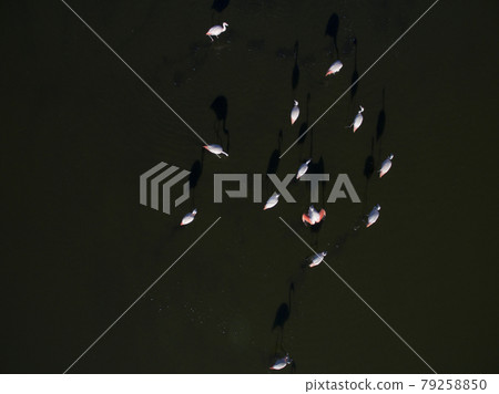 Flamingos in patagonia , Aerial View 79258850