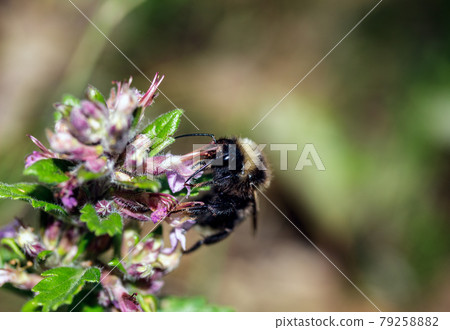 Macro of a Bombus 79258882