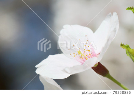 櫻花的雄蕊和雌蕊 櫻花的雄蕊和雌蕊 79258886