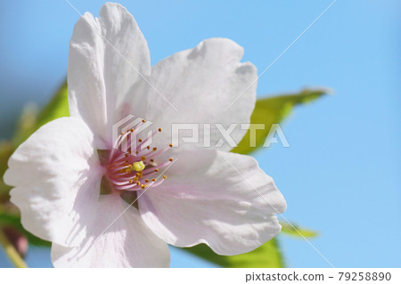 櫻花的雄蕊和雌蕊 櫻花的雄蕊和雌蕊 79258890