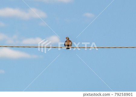 A dove resting A dove resting 79258901