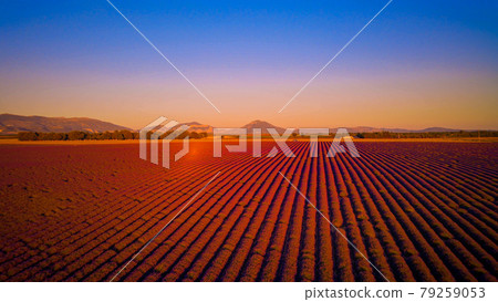 Amazing sunset over the lavender fields of Valensole Provence in France Amazing sunset over the lavender fields of Valensole Provence in France 79259053