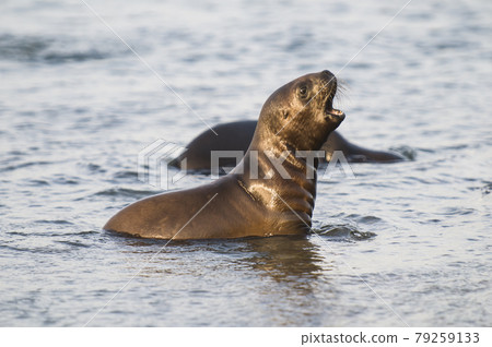 Mother and baby sea lion, Patagonia Mother and baby sea lion, Patagonia 79259133