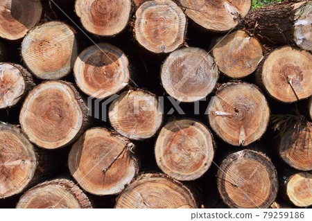 Cedar log cut out Cedar log cut out 79259186