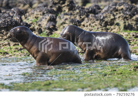 Mother and baby sea lion, Patagonia Mother and baby sea lion, Patagonia 79259276