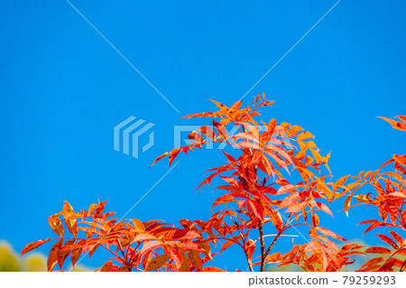 Autumn leaves and blue sky of rowan [Nagano Prefecture] 79259293