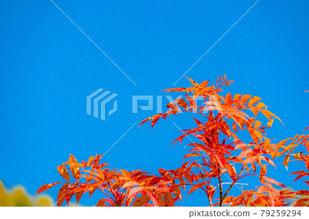 Autumn leaves and blue sky of rowan [Nagano Prefecture] 79259294