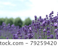 Lavender field 79259420