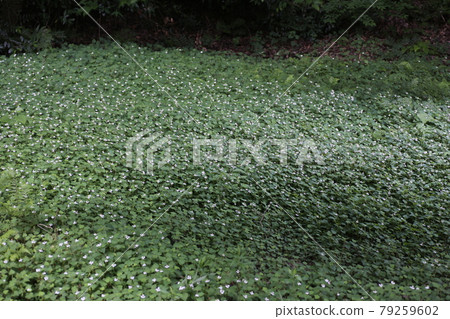 Houttuynia cordata, a Japanese herb that blooms with white flowers Houttuynia cordata, a Japanese herb that blooms with white flowers 79259602