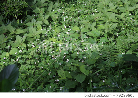 Houttuynia cordata, a Japanese herb that blooms with white flowers 79259603
