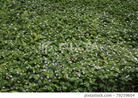 Houttuynia cordata, a Japanese herb that blooms with white flowers 79259604