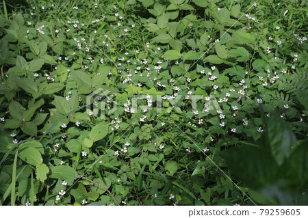 Houttuynia cordata, a Japanese herb that blooms with white flowers 79259605