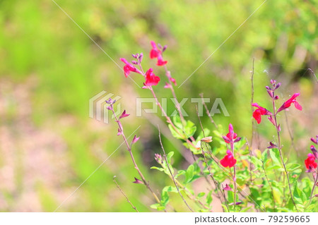 Cherry sage flowers Cherry sage flowers 79259665
