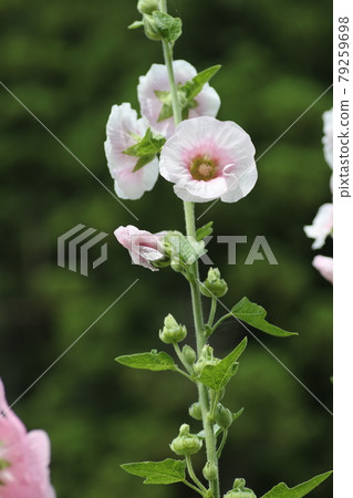蜀葵花盛開在農舍的花園裡，等待雨季的結束 79259698