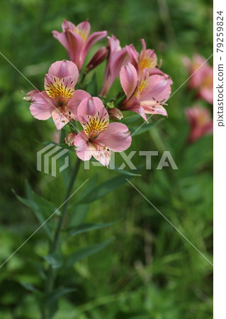 Uniquely colored bulbous plant, alstroemeria... - Stock Photo [79259824] -  PIXTA