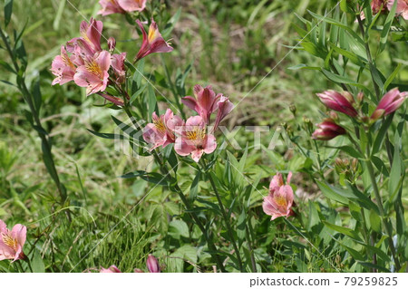 獨特顏色的球根植物，六出花 79259825